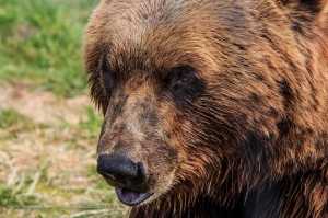 Alaska - oko w oko z niedźwiedziem