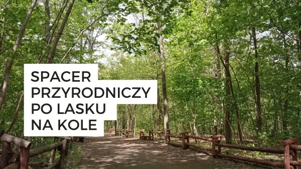 Spacer przyrodniczy po Lasku na Kole | Poprowadzi Stanisław Łubieński