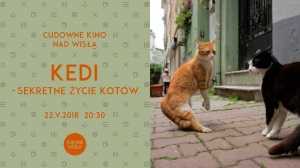 Cudowne kino nad Wisłą: Kedi-sekretne życie kotów