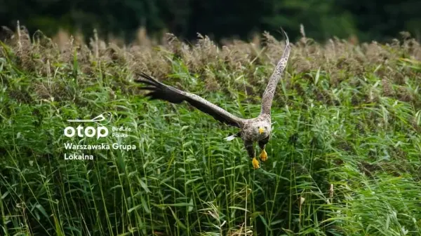 Biologia i ochrona wybranych gatunków ptaków drapieżnych | Wykład i spotkanie Warszawskiej Grupy OTOP 